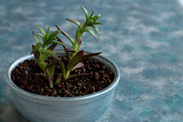 plant, isolated, leaf, growth, nature, soil, seedling, tree, gardening, white, garden, life, flower, agriculture, growing, botany, grow, new, herb, small, sprout, earth, young,flowerpot