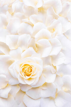 Delicate white rose surrounded by petals. Flower explosion. Floral background for wedding wallpaper or invitation. Vertical poster, selective focus