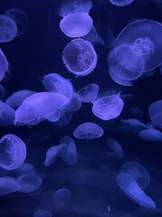 Close Up Purple Bioluminescent Jellyfish on Dark Blue Background