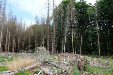 FU 2021-08-08 WanderHonLinz 82 Im Wald sind gefällte Bäume vor abgestorbenen Bäumen