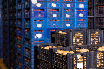 Fototapeta na wymiar Fresh selected potatoes in crates stacked in vegetable warehouse.