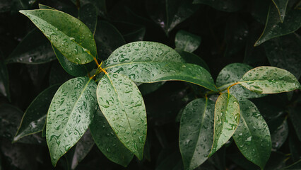 Leaves after rain, raindrops on green leaf
