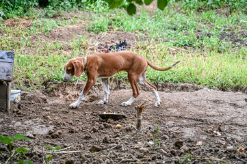 Sad skinny dog on chain leash. Animal cruelty. Pet abuse. Hunting dog near dog house. 