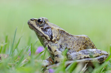 frog in the grass