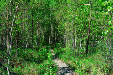 wooden sidewalk through the wooded bog, ecological trail in the nature reserve
