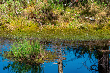 marsh landscape with grass tussocks and reflection in open water
