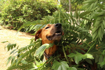 Happy caramel dog in the garden