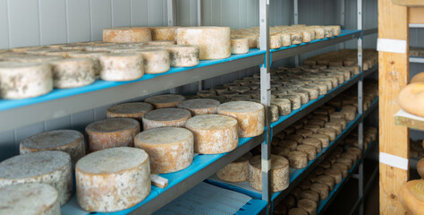 Wheels of sheep cheese arranged on shelves in ripening room of cheese dairy. Aging process or affinage in cheesemaking
