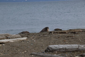 walrus on the beach 