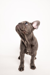 Adorable grey French bulldog puppy looking up on a studio shoot with white background