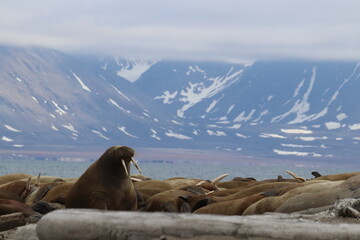 walrus with mountains in background 