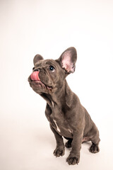 Close-up lateral view of a lovely French bulldog puppy
