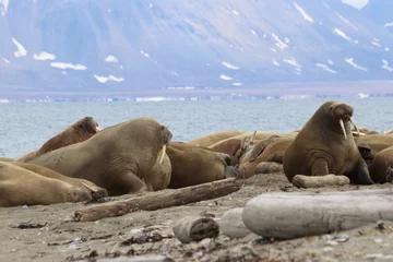 Fotobehang walruses on the beach  © OllieT
