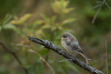 Neuntöter Jungvogel