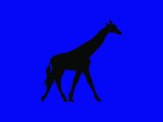 animals vector flat, mammals silhouette, giraffe simple flat icon.
