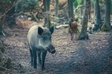 Wildschwein mit Hirschkuh