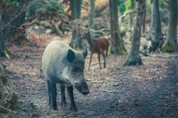 Wildschwein mit Hirschkuh