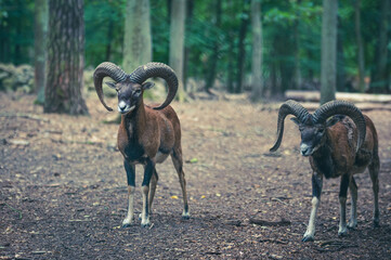 Mufflons im Wald