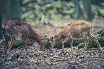 Mufflons im Wald