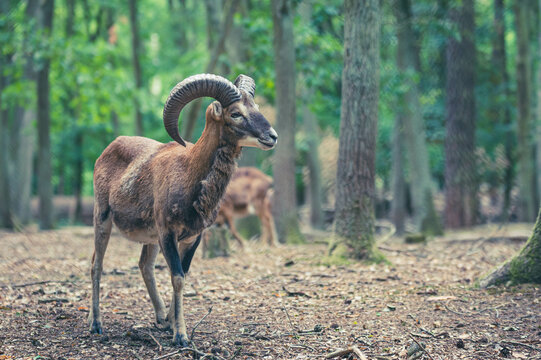 Mufflons im Wald