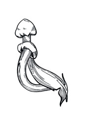 vector graphic image of two edible mushrooms, black and white line art for menu design, vegan products, sticker, natural farm product