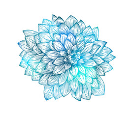 Blue chrysanthemum. Colored and lined chrysanthemum isolated flower