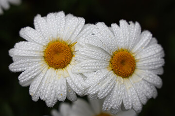 daisy in the rain