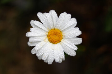 white daisy flower with dew