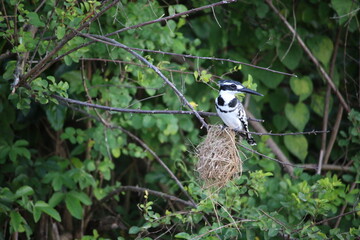 kingfisher on a nest