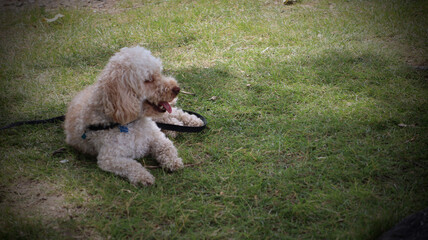 Chilling Puppy 
