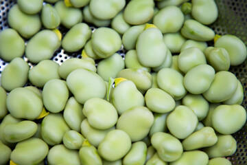 freshly picked green ripe fava beans