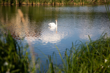 beautiful white swan swimming on lake