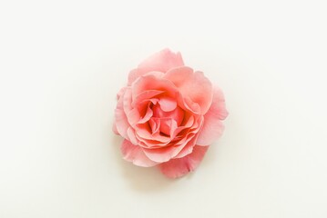 pink rose on white background
