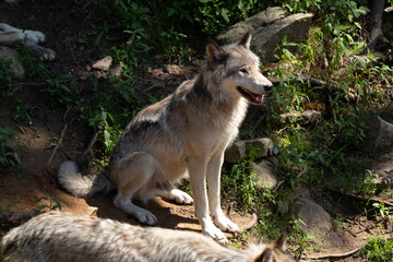 Portrait of a female grey wolf sitting in a shaded spot of the forest. It is summer and the weather is hot