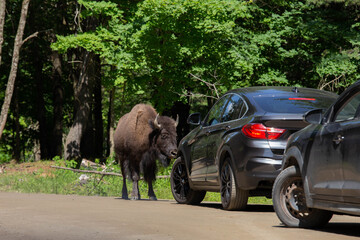 Photo of a buffalo standing near a parked car at Parc Omega.