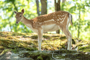 Naklejka na ściany i meble Nature photo of a female fallow deer. She is standing at looking towards the camera. It is summer.