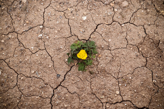 A solitary yellow flower on the parched volcanic soil of Iceland.