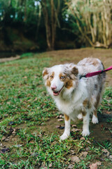 Border collie on a leash in a dog park located in Currumbin valley QLD, Australia