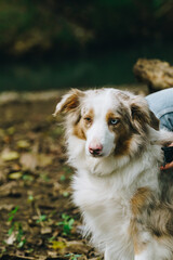 Border collie with one eye shut with owner in a park located in Currumbin valley QLD, Australia