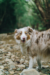 Border collie with looking to the right in a river bed in a park located in Currumbin valley QLD, Australia