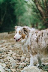 Border collie in a river creek in a park located in Currumbin valley near Tallebudgera & Burleigh QLD, Australia