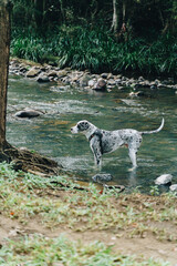 Great Dane dog looking at dog in a river creek biting a stick at park located in Currumbin valley near Burleigh, Gold Coast, QLD, Australia