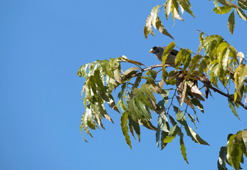 Australian Noisy Miner (Manorina melanocephala)