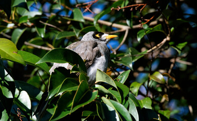 Australian Noisy Miners (Manorina melanocephala)
