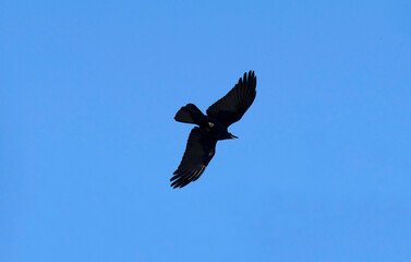 Australian Raven (Corvus coronoides)