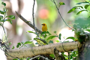 Lemon-rumped tanager (Ramphocelus icteronotus) on a bamboo feeder on a farm in the Intag Valley, outside of Apuela, Ecuador, with a Golden tanager (Tangara arthus) above