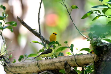 Lemon-rumped tanager (Ramphocelus icteronotus) on a bamboo feeder on a farm in the Intag Valley, outside of Apuela, Ecuador, with a Golden tanager (Tangara arthus) above