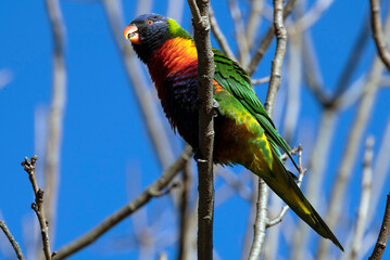 Rainbow Lorikeet (Trichoglossus moluccanus)