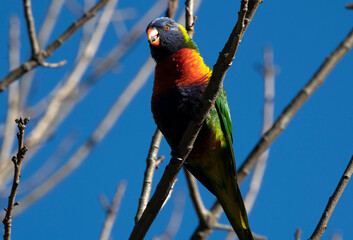 Rainbow Lorikeet (Trichoglossus moluccanus)