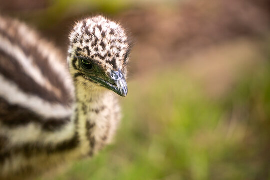 Portret młodziutkiego ptaka Emu